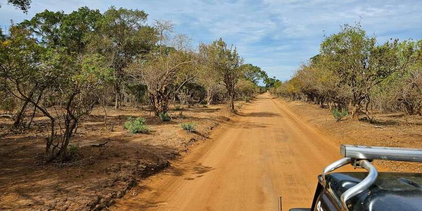 Yala National Park Wildlife safari from Mirissa - Leopard Expectations: How to Think About Big-Cat Odds