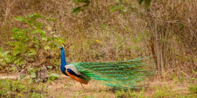 Yala National Park Wildlife safari from Mirissa - The Jeep Safari at Yala: 3 Hours of Wildlife-First Driving