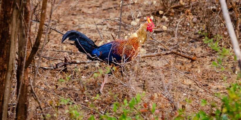 Yala National Park Wildlife safari from Mirissa - Beyond Big Cats: Elephants, Sloth Bears, Crocodiles, and Birds
