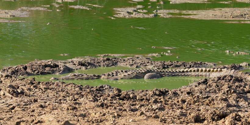 Yala National Park Wildlife safari from Mirissa - Lunch Time at a Local Restaurant: Fuel Without Losing the Day