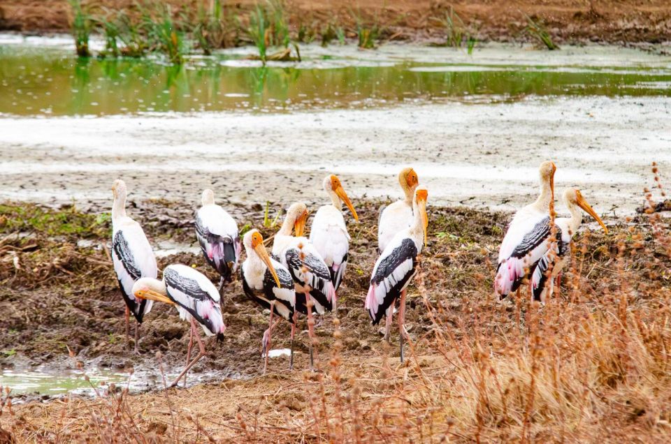 Yala National Park Wildlife safari from Mirissa - Price and Value: What You Pay for at $120