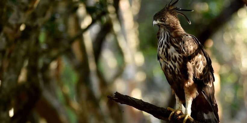 Yala National Park Wildlife safari from Mirissa - What to Pack (So You Don’t Regret It After 20 Minutes)