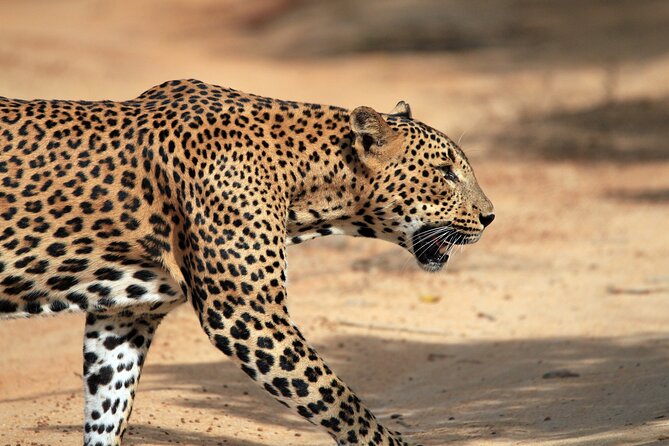 Yala National Park Wildlife Safari/ Game Drive - by Ajith Safari - Why Yala’s Big Three needs the right timing