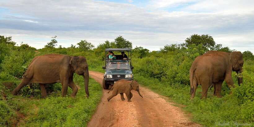 Yala: Private Safari Day Trip with Lunch & Entry Fees - Key Highlights Worth Your Time
