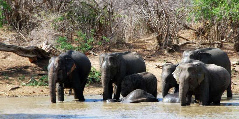 Yala: Private Safari Day Trip with Lunch & Entry Fees - How the Private Yala Day Trip Really Fits Your Day