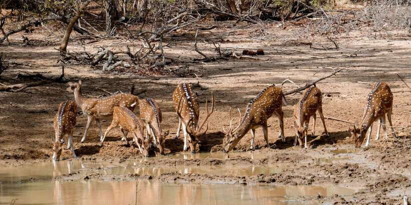 Yala: Private Safari Day Trip with Lunch & Entry Fees - Lunch in the Middle of the Wild: 45 Minutes That Matter