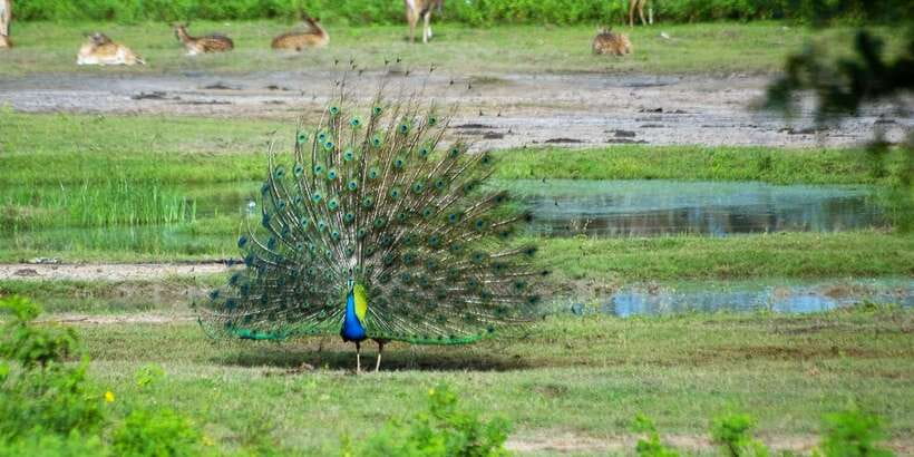 Yala: Private Safari Day Trip with Lunch & Entry Fees - Should You Book This Private Yala Safari?