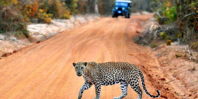 Yala: Private Safari Day Trip with Lunch & Entry Fees - Getting Picked Up: Air-Conditioned Comfort and Real Door-to-Door Timing
