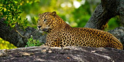 Yala Private Safari - Half Day or Full Day with Picnic Lunch - What makes Yala work: wildlife you’re hunting (and the reality of sightings)