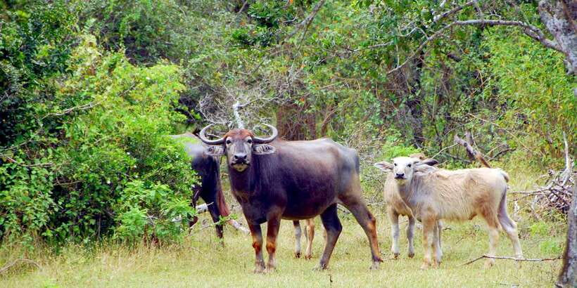 Yala Private Safari - Half Day or Full Day with Picnic Lunch - Price and logistics: why $35 can be a good deal (and what’s not included)
