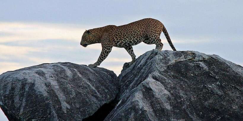 Yala Safari All-Inclusive Package with Convenient Pick Up - Price and value: $144, plus the Yala fee question