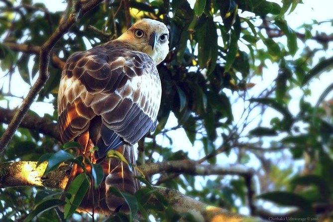 Yala Safari by Yala Safari Wonders - 4-Hour Focus (and Longer Options) for Real Sri Lanka Days