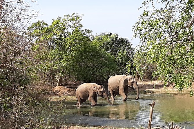 Yala Safari by Yala Safari Wonders - Guides Who Know Birds and Wildlife Details