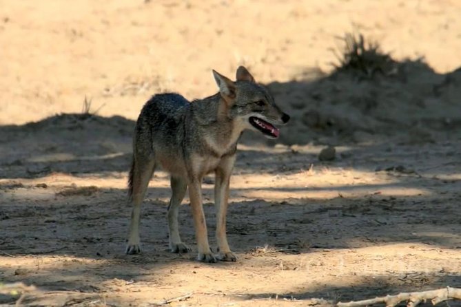 Yala Safari by Yala Safari Wonders - Sunrise vs Evening: How Timing Changes What You Get