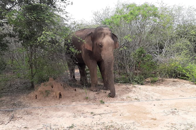 Yala Safari by Yala Safari Wonders - What You’re Paying For at About $48