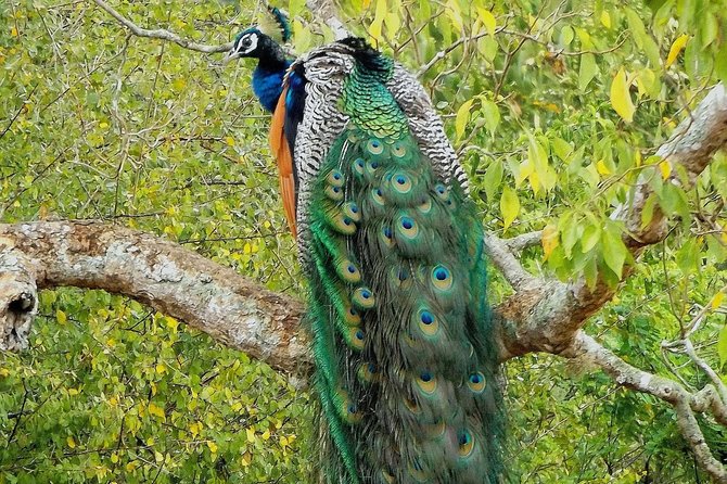 Yala Safari by Yala Safari Wonders - Weather and Cancellations: Plan Like a Wildlife Trip