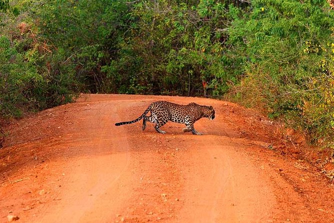 Yala Safari Day Trip from Bentota/ Kalutara/ Ahungalla/ Hikkaduwa - Key things to know before you go