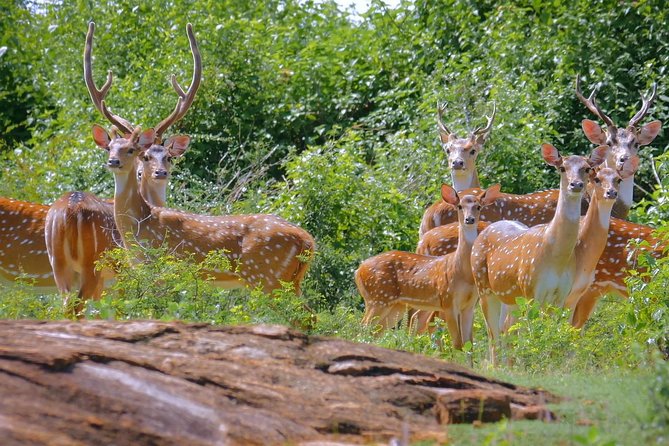 Yala Safari Day Trip from Bentota/ Kalutara/ Ahungalla/ Hikkaduwa - Bentota Travel Mart’s Yala safari: what makes it a solid day plan