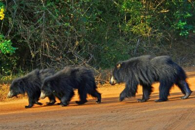 Yala Safari Day Trip from Bentota/ Kalutara/ Ahungalla/ Hikkaduwa - Morning vs afternoon safari: which start time fits your style