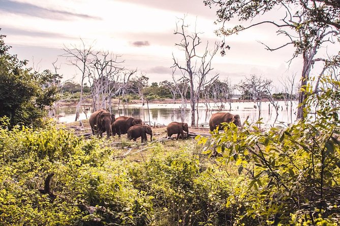 Yala Safari Day Trip from Bentota/ Kalutara/ Ahungalla/ Hikkaduwa - Stop 1: Yala National Park, the 4-hour wildlife window
