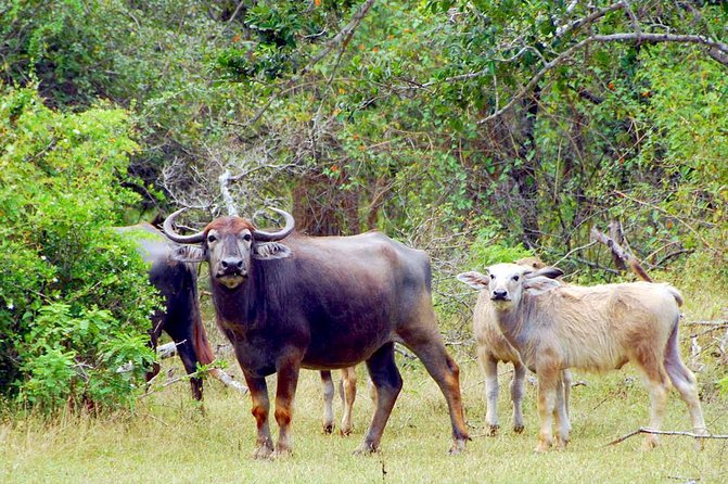 Yala Safari Day Trip from Bentota/ Kalutara/ Ahungalla/ Hikkaduwa - The value test: is $200 worth it for Yala from the south coast?