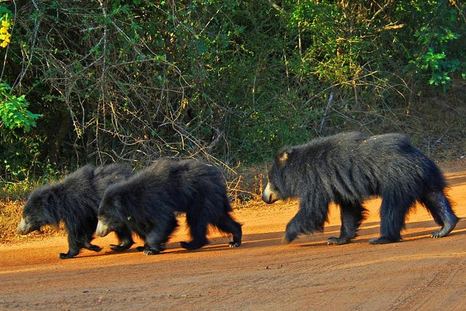 Yala Safari Day Trip from Bentota/ Kalutara/ Ahungalla/ Hikkaduwa - Morning vs afternoon safari: which start time fits your style