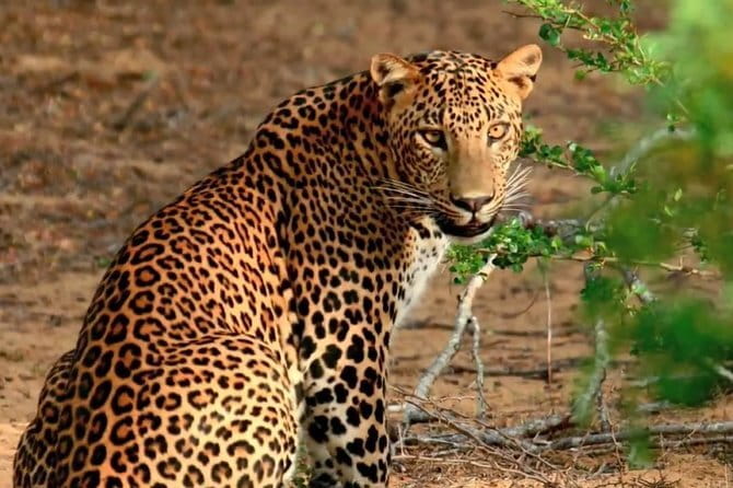 Yala Safari Day Trip from Ella/ Tangalle/ Dikwella/ Hambantota - Timing That Makes or Breaks Your Yala Chances