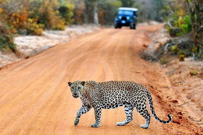 Yala Safari Day Trip from Ella/ Tangalle/ Dikwella/ Hambantota - Where You’ll Be Picked Up (And Why That’s a Big Deal)