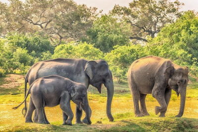 Yala Safari Day Trip from Ella/ Tangalle/ Dikwella/ Hambantota - The 4-Hour Yala Jeep Safari: What You’re Actually Buying