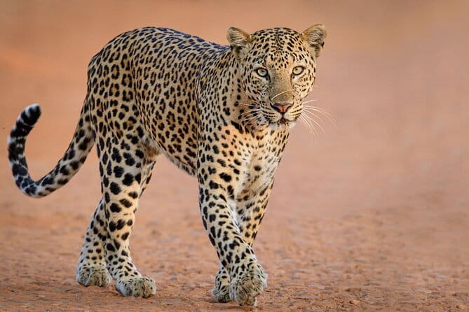 Yala Safari Day Trip from Ella/ Tangalle/ Dikwella/ Hambantota - Lunch and Water: The Quiet Comfort That Saves the Day