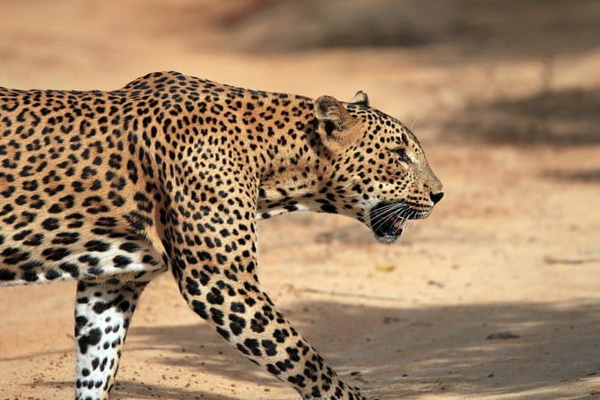 Yala Safari Day Trip from Ella/ Tangalle/ Dikwella/ Hambantota - Should You Book It?