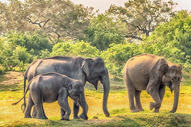 Yala Safari Day Trip from Ella/ Tangalle/ Dikwella/ Hambantota - The 4-Hour Yala Jeep Safari: What You’re Actually Buying
