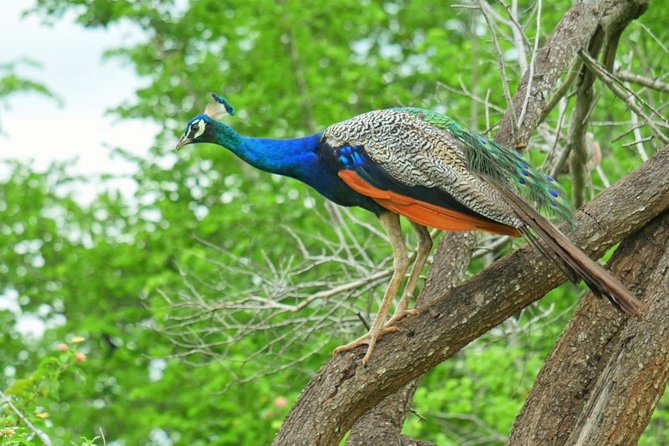 Yala Safari Drive From Galle, Weligama, Mirissa & Dickwella - Key highlights you’ll care about