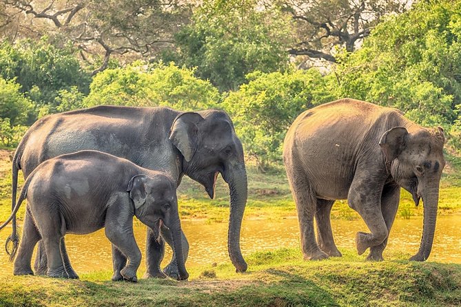 Yala Safari Drive From Galle, Weligama, Mirissa & Dickwella - Getting to Yala: the 5 AM south-coast start works