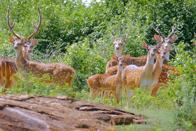 Yala Safari Drive From Galle, Weligama, Mirissa & Dickwella - How this fits your day plan: you get an early start without chaos