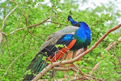 Yala Safari Drive From Galle, Weligama, Mirissa & Dickwella - Yala National Park in plain facts: ecosystems, birds, elephants, and leopards
