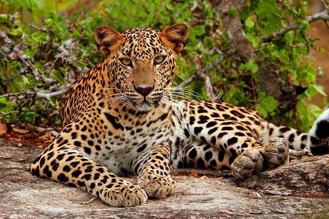 Yala Safari Drive From Galle, Weligama, Mirissa & Dickwella - Should you book this Yala safari drive from Galle, Weligama, Mirissa, and Dickwella?