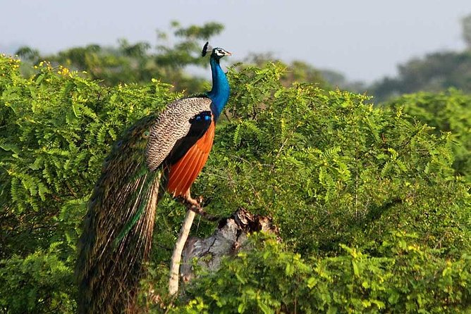 Yala Safari from Hambantota Port by BTM - Private & All Inclusive - Lions, bears, elephants, and the big cast you might see