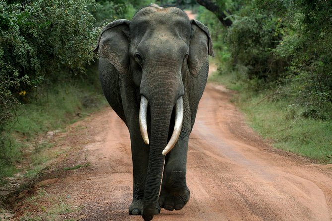 Yala Safari Jeep tour with Abraham Travel - Quick hits before you go