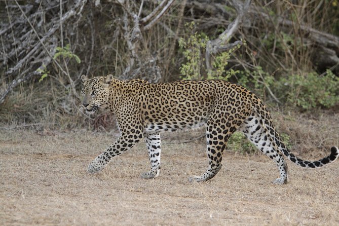 Yala Safari Jeep tour with Abraham Travel - Yala National Park: beyond the leopard spotlight
