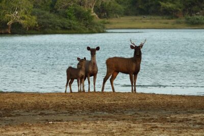 Yala Safari Jeep tour with Abraham Travel - Private Jeep comfort and why per-vehicle pricing matters