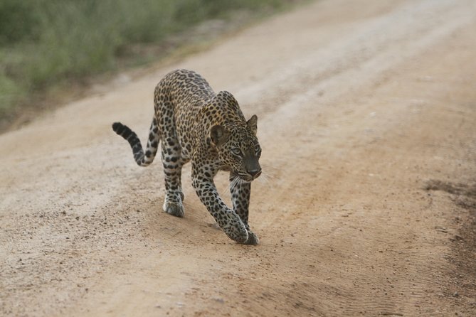 Yala Safari Jeep tour with Abraham Travel - Inside Yala: what a 4-hour safari experience feels like