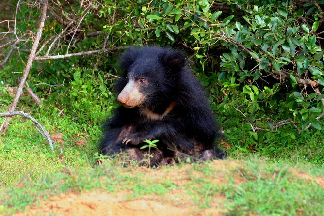 Yala Safari Jeep tour with Abraham Travel - What’s included, what’s not, and why it affects your day