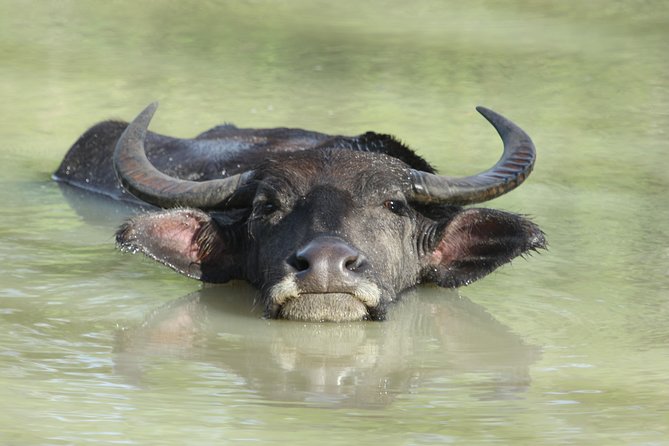 Yala Safari Jeep tour with Abraham Travel - Price and value: $33 per person, per-vehicle up to six