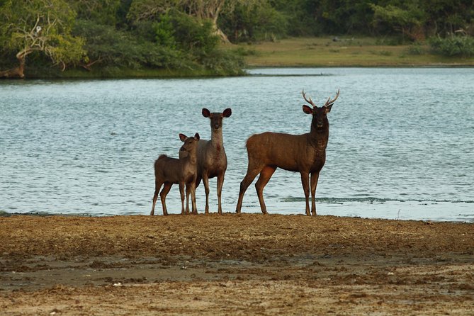 Yala Safari Jeep tour with Abraham Travel - Private Jeep comfort and why per-vehicle pricing matters