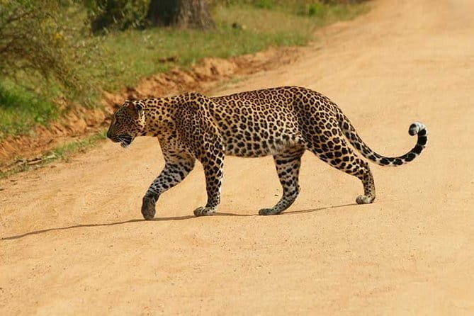 Yala Safari Private Day Tour From Kaluthara/Beruwala/Bentota/Kosgoda/Ahungalla - Key points to know before you go