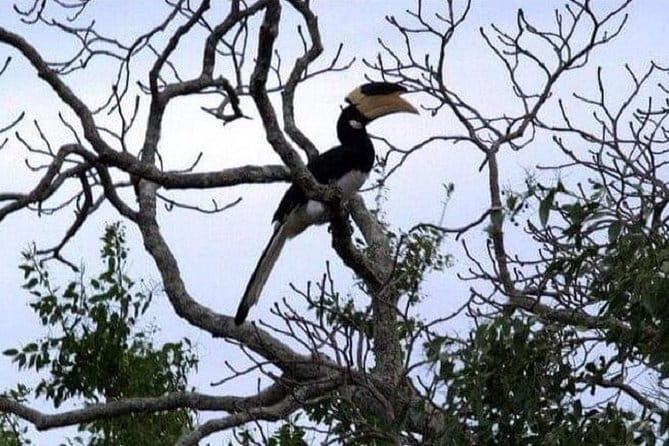 Yala Safari Private Day Tour From Kaluthara/Beruwala/Bentota/Kosgoda/Ahungalla - Morning or Afternoon Safari: When Yala Actually Starts