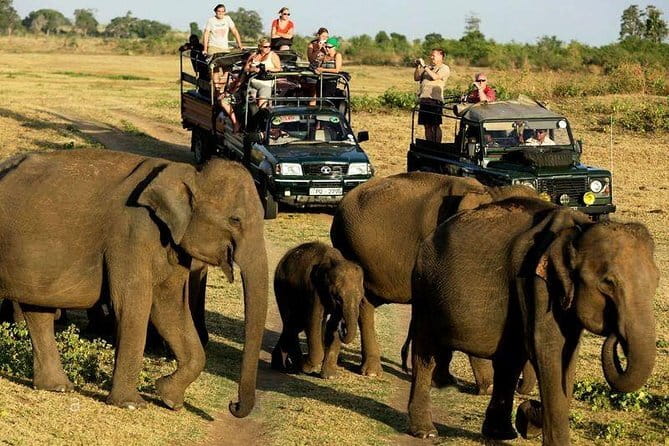Yala Safari Private Day Tour From Kaluthara/Beruwala/Bentota/Kosgoda/Ahungalla - What You’ll See (and How to Work Your Animal-Spotting Chances)
