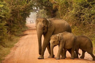Yala Safari Private Day Tour From Kaluthara/Beruwala/Bentota/Kosgoda/Ahungalla - The Heart of the Day: Yala National Park Jeep Safari