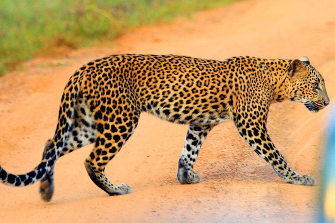 Yala Safari Private Day Trip from Bentota and Kalutara Areas - Why This Yala Safari Day Works So Well From Bentota